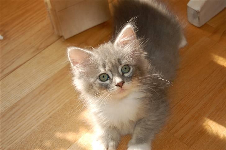 Norsk Skovkat Ronja - Tænk at hun ser så uskyldig ud, og så er hun en ren vildbasse... billede 5