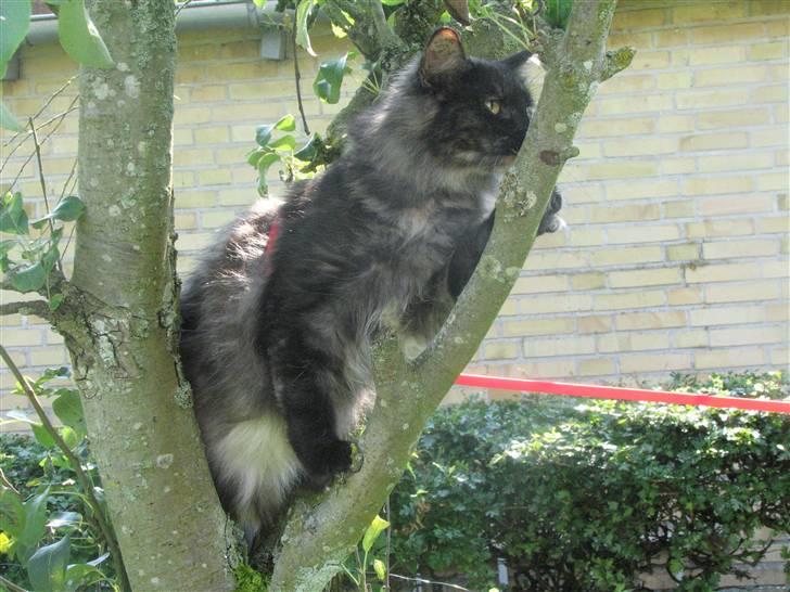 Norsk Skovkat DK Babette´s Tante 1 - Nyt:  billede 18