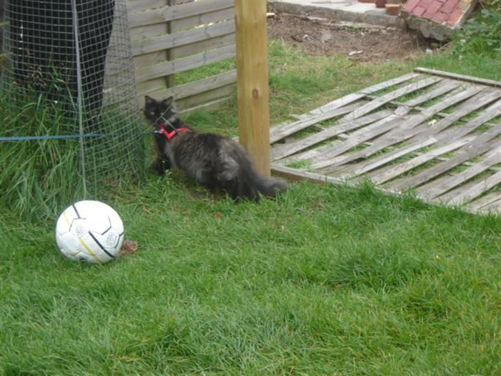 Norsk Skovkat DK Babette´s Tante 1 - Nyt: billede 19