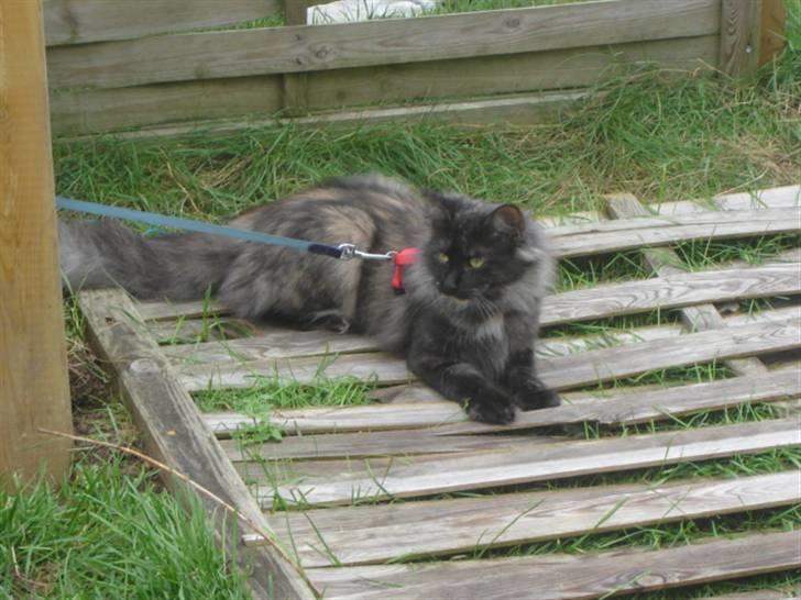 Norsk Skovkat DK Babette´s Tante 1 - Nyt: billede 20