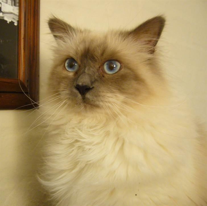 Hellig Birma Sir Østen (Solgt) billede 1