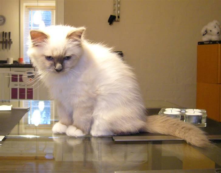 Hellig Birma Sir Østen (Solgt) billede 2