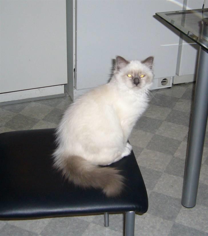 Hellig Birma Sir Østen (Solgt) - Hans pels er så lækker og fin billede 3