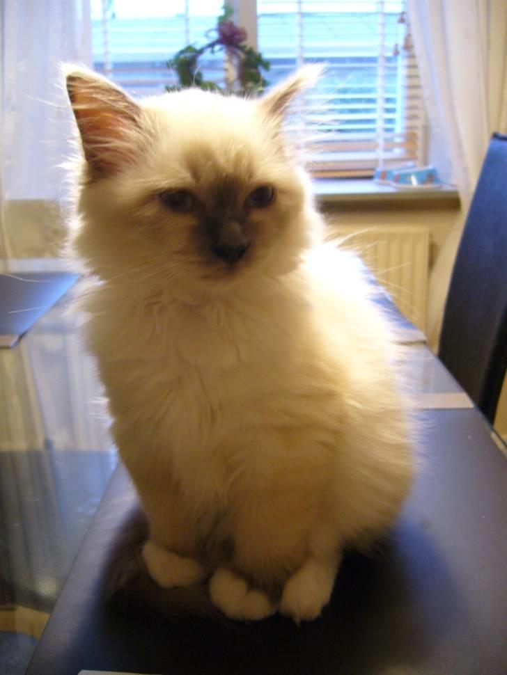 Hellig Birma Sir Østen (Solgt) - Man er måske lige lidt bange for alt det nye, så må hellere gemme mig her. 15 min. efter vi har fået ham hjem billede 4