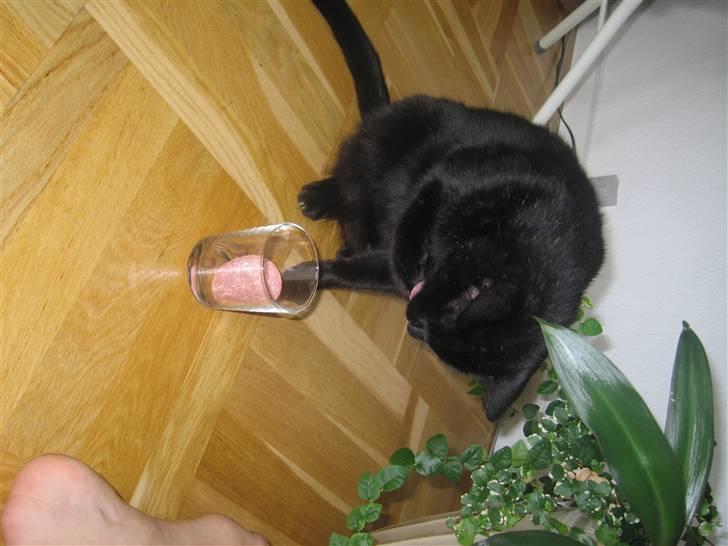 Huskat Frede (Fede) <'3 - :.Ææh Johanne hva er det her?:. billede 4