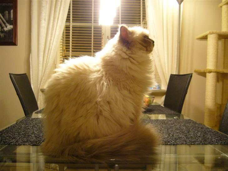 Hellig Birma Sir Østen (Solgt) billede 5