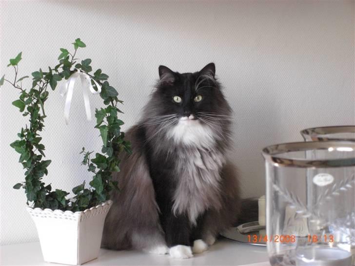 Norsk Skovkat Olfert - Lad os lege lidt.. billede 1