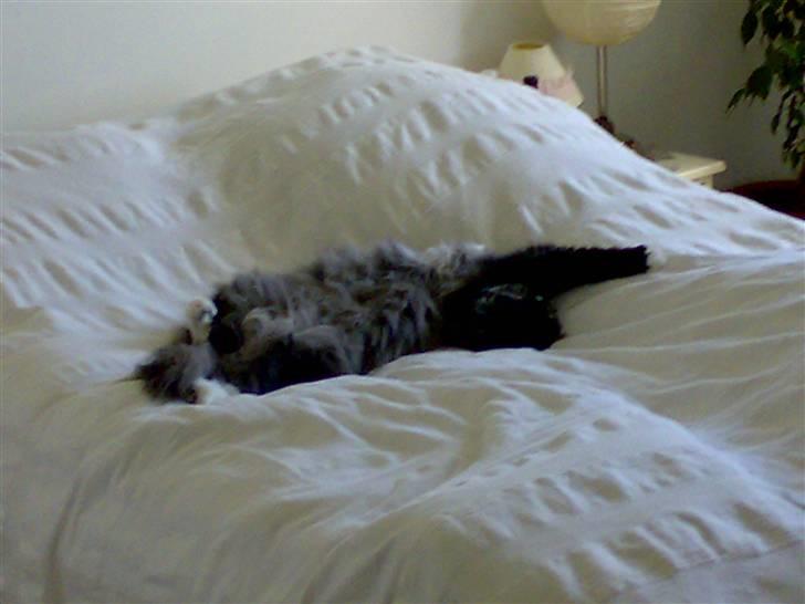 Norsk Skovkat Olfert - Elsker at ligge her, men KUN når sengen er redt billede 2