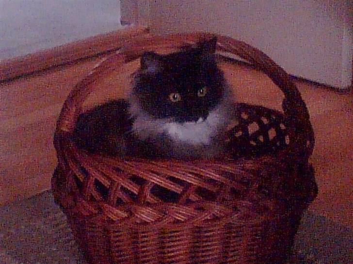 Norsk Skovkat Olfert - Juhuu, jeg er lige her....Er ca ½ år her billede 3