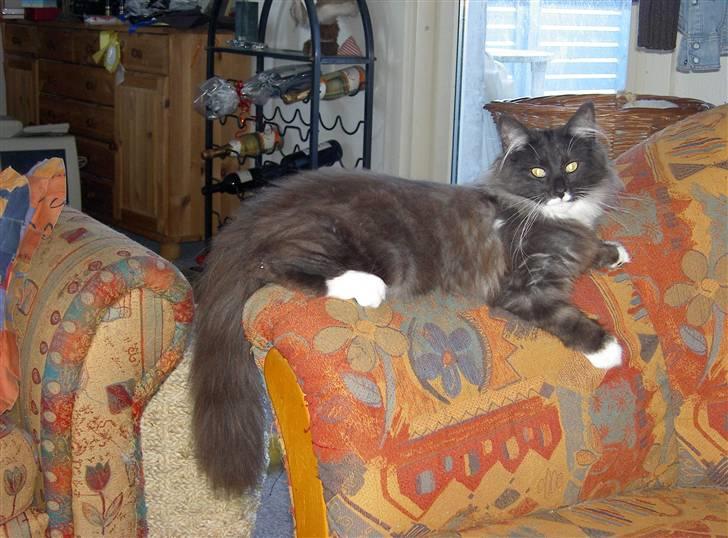 Norsk Skovkat Olfert - Det var det her billede vi faldt for... Det er taget af kennelen billede 4