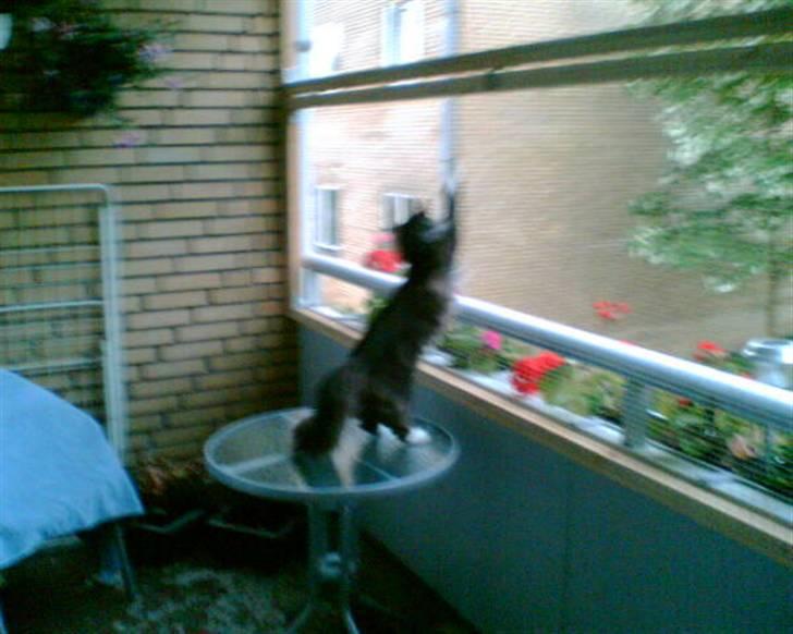 Norsk Skovkat Olfert - Her er hans "klatretræ", kan sagtens komme helt op, jeg har desværre ikke noget billede af det billede 5