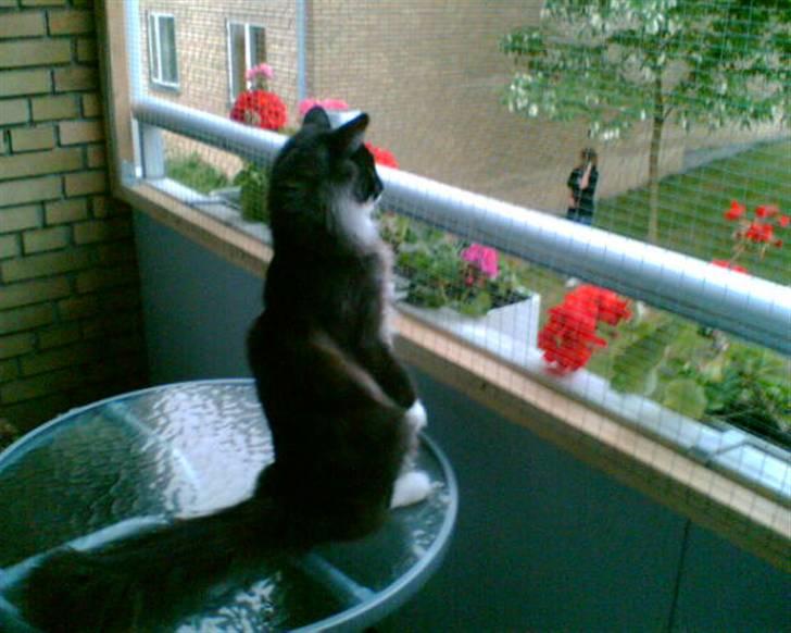 Norsk Skovkat Olfert - Hvem er det der går nede i "min" have........ billede 6