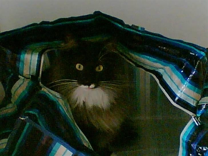 Norsk Skovkat Olfert - Tit tit, er lige her billede 7