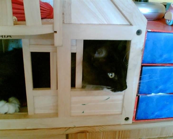 Norsk Skovkat Olfert - En tur i dukkehuset er nu altid sjovt billede 8