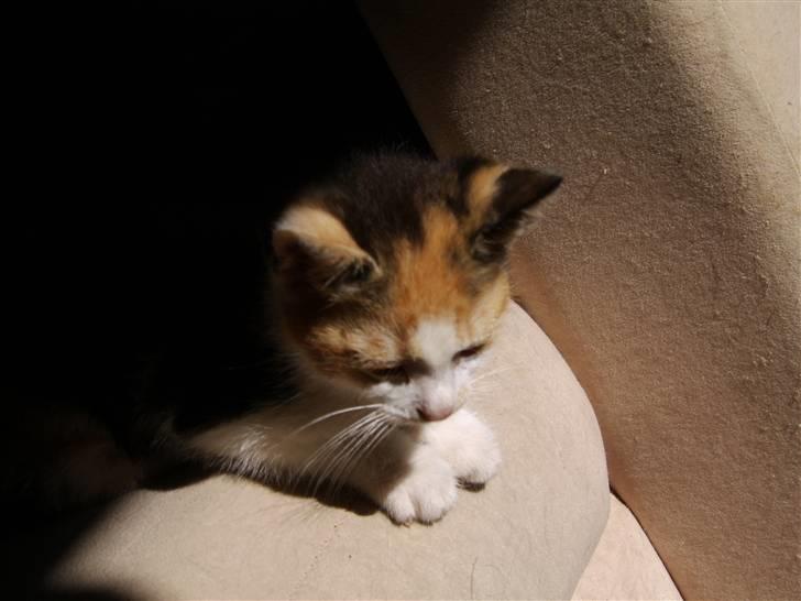 Huskat Killing? *Solgt* billede 1