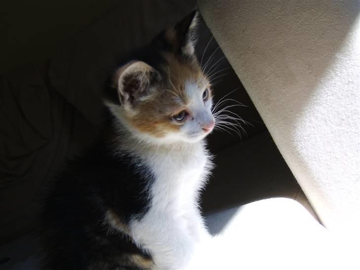 Huskat Killing? *Solgt* billede 2