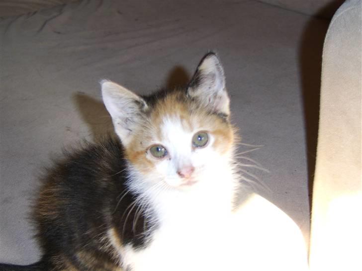 Huskat Killing? *Solgt* billede 3