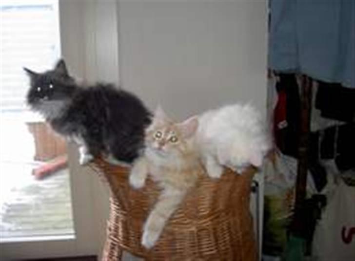 Norsk Skovkat Olfert - Et killingebillede sammen med bror og søster billede 9