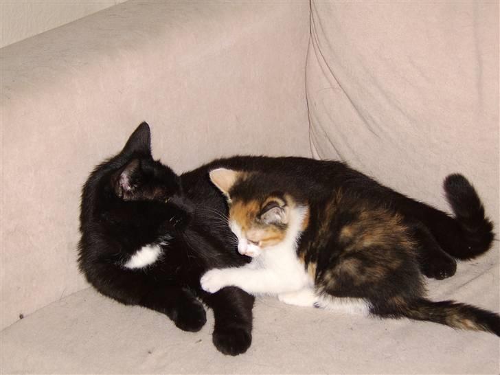 Huskat Killing? *Solgt* - Harj Plejemor, Skal Vi Lege? billede 4