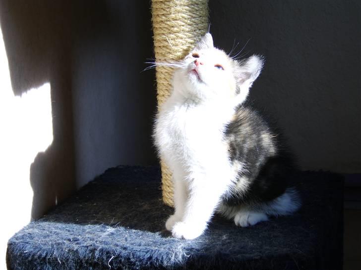 Huskat Killing? *Solgt* billede 5