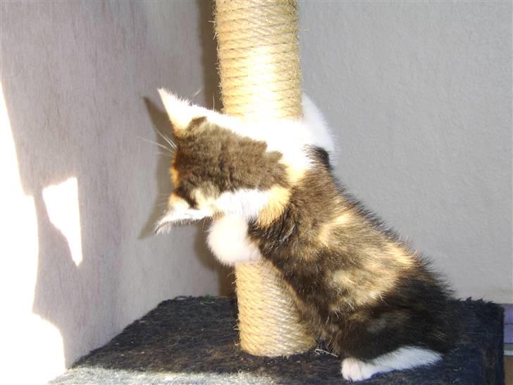 Huskat Killing? *Solgt* billede 6