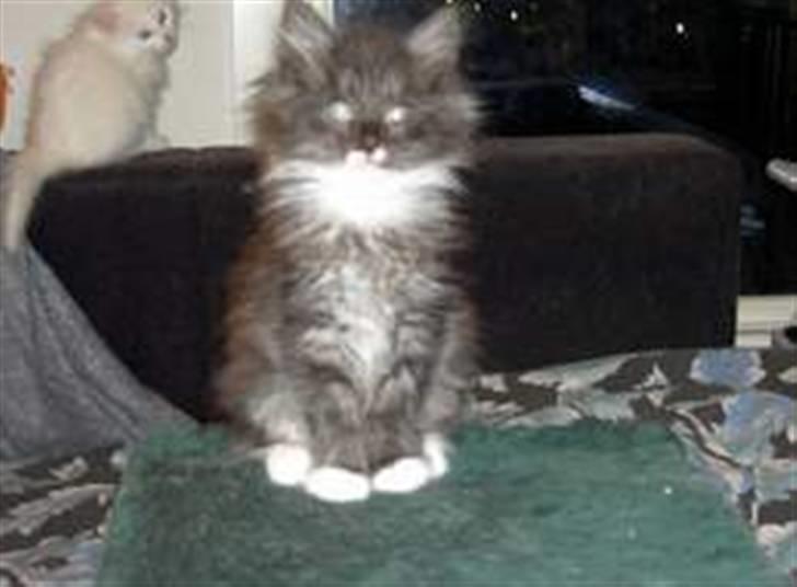 Norsk Skovkat Olfert - Fotogen lige fra starten billede 10