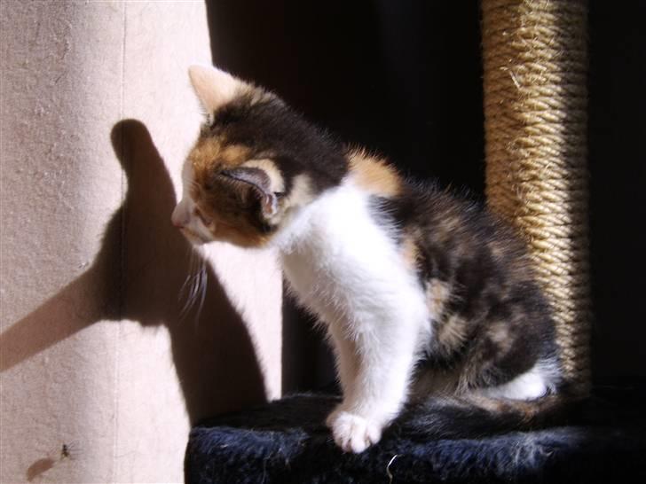 Huskat Killing? *Solgt* - Titte Titte, hvad er mon det? billede 7