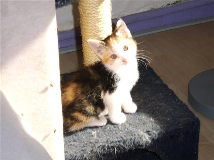 Huskat Killing? *Solgt* billede 8