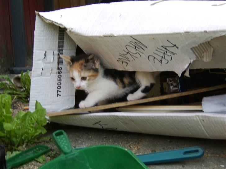 Huskat Killing? *Solgt* - Hmm, det er vel nok spændene det her (: billede 9