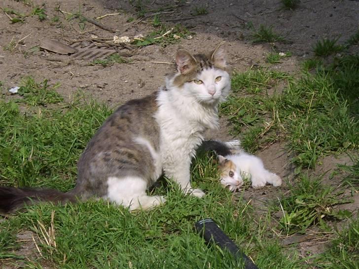 Huskat Killing? *Solgt* billede 10