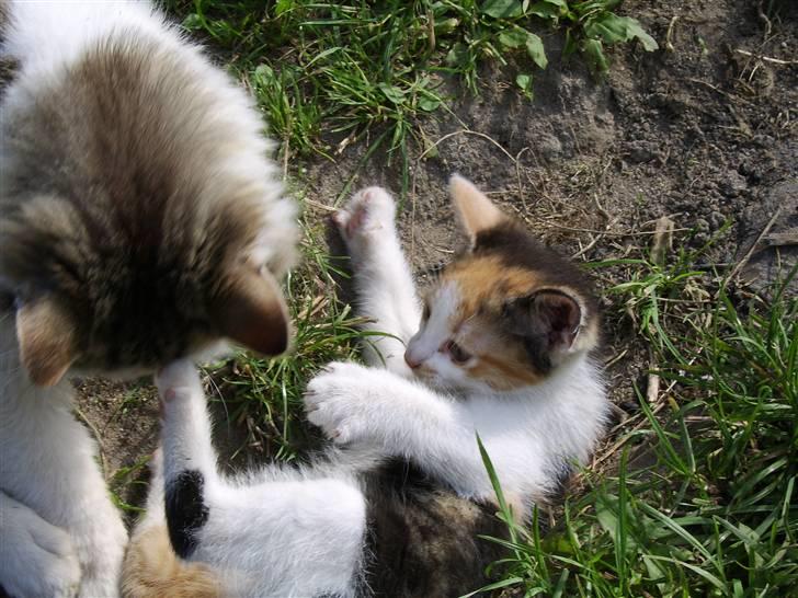 Huskat Killing? *Solgt* billede 11