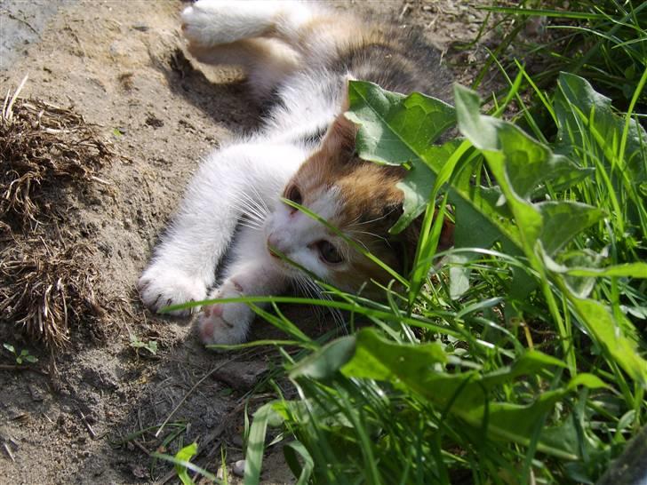 Huskat Killing? *Solgt* billede 12