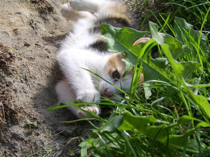 Huskat Killing? *Solgt* - Haha, fik dig (= billede 13