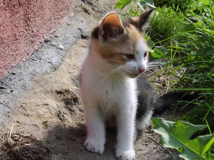 Huskat Killing? *Solgt* billede 14