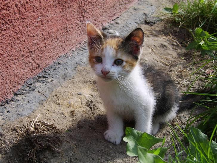 Huskat Killing? *Solgt* billede 15