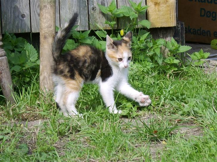 Huskat Killing? *Solgt* billede 16