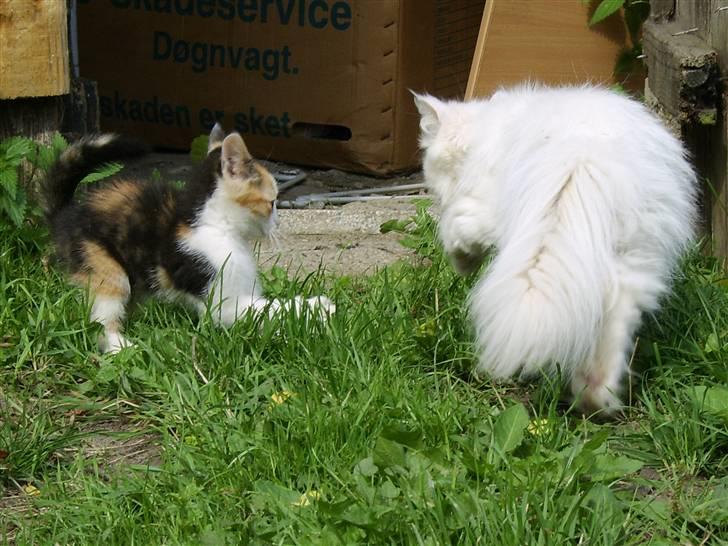 Huskat Killing? *Solgt* billede 17