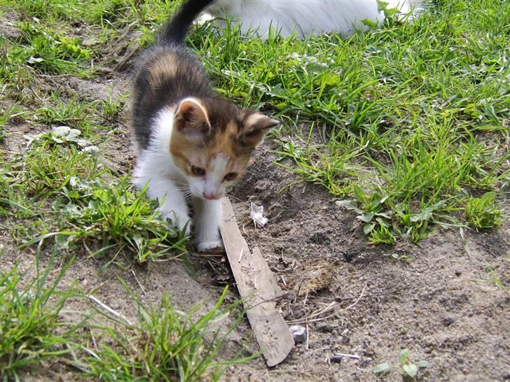 Huskat Killing? *Solgt* billede 18