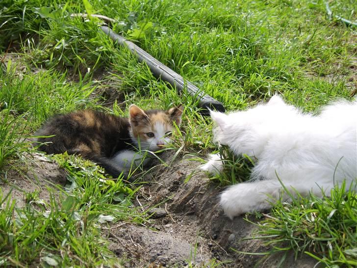 Huskat Killing? *Solgt* billede 19