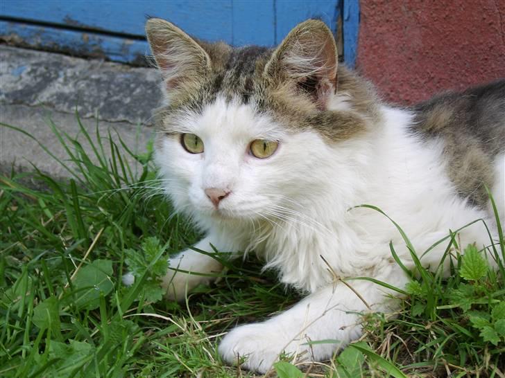 Norsk Skovkat Mikey *Solgt* billede 1