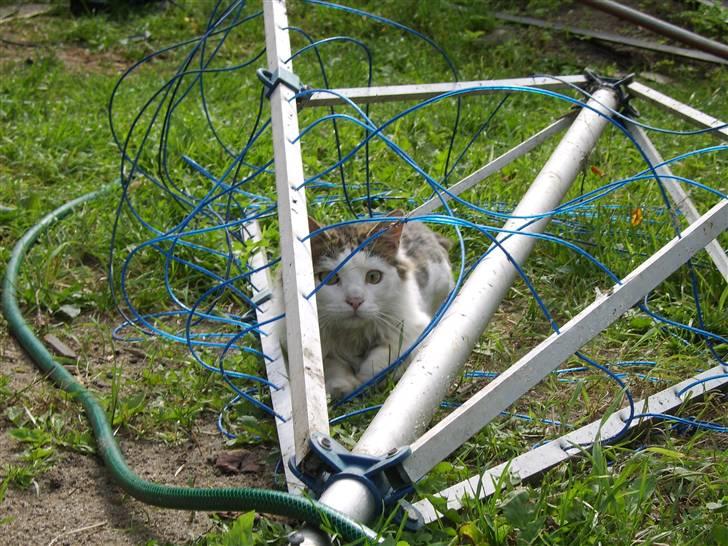 Norsk Skovkat Mikey *Solgt* billede 2