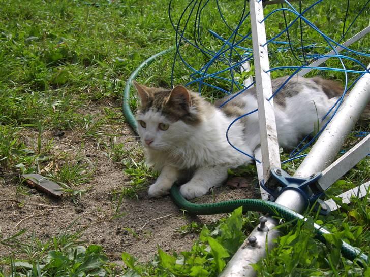 Norsk Skovkat Mikey *Solgt* billede 3