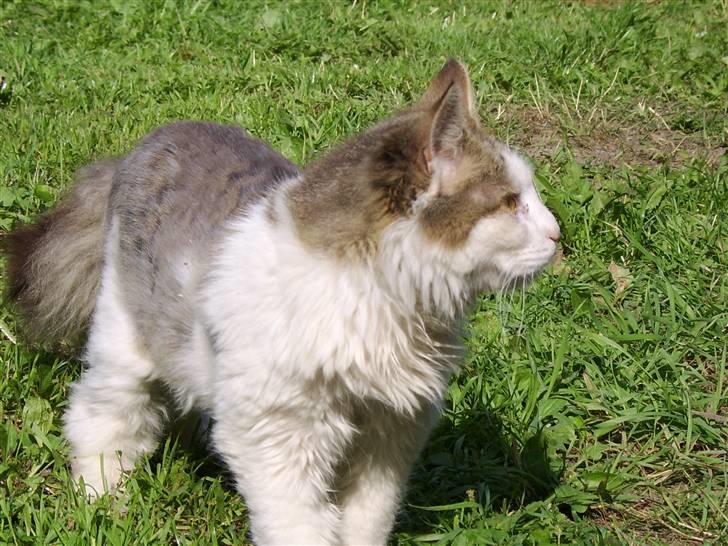 Norsk Skovkat Mikey *Solgt* billede 4