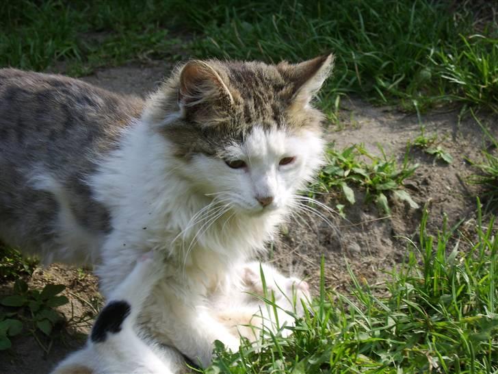 Norsk Skovkat Mikey *Solgt* billede 6