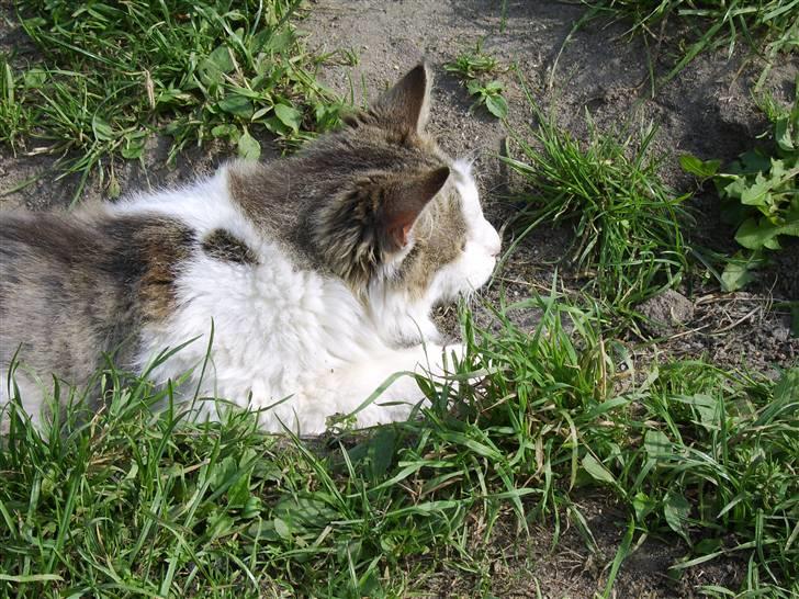 Norsk Skovkat Mikey *Solgt* billede 7