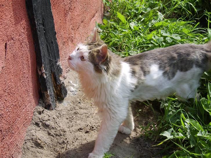 Norsk Skovkat Mikey *Solgt* billede 8