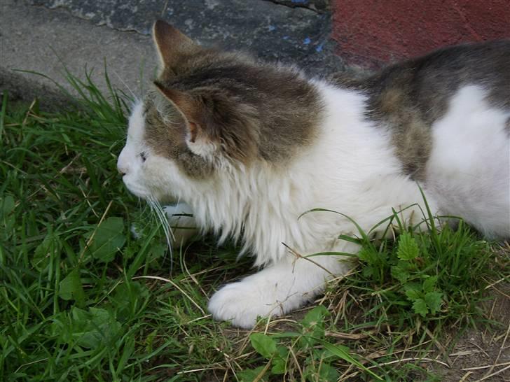 Norsk Skovkat Mikey *Solgt* billede 9