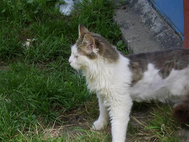 Norsk Skovkat Mikey *Solgt* billede 10