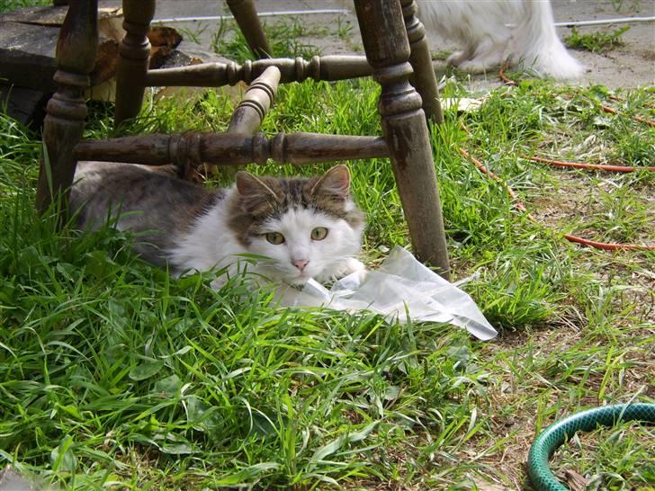 Norsk Skovkat Mikey *Solgt* billede 11