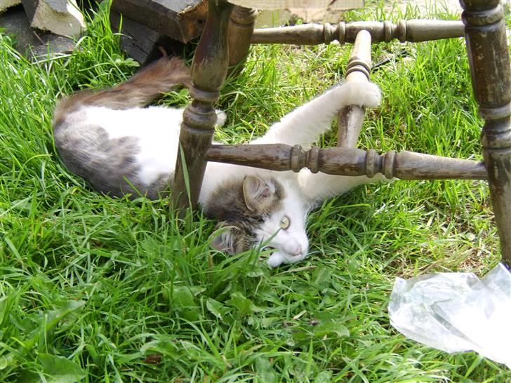 Norsk Skovkat Mikey *Solgt* billede 12